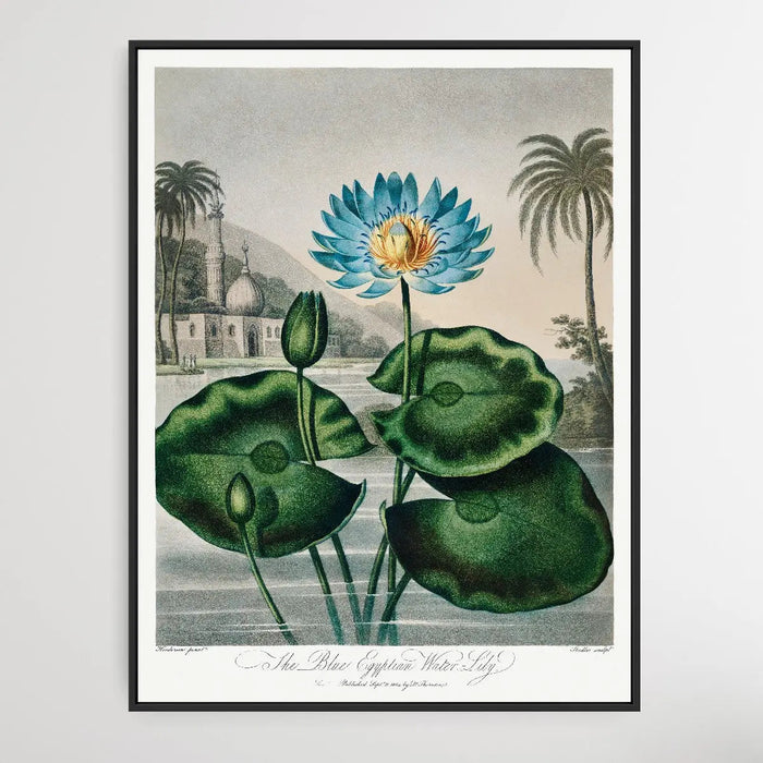 The Blue Egyptian Water-Lily (1807) by Robert John Thornton, Wall Art, Ozark Home 