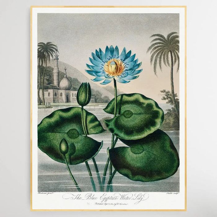 The Blue Egyptian Water-Lily (1807) by Robert John Thornton, Wall Art, Ozark Home 