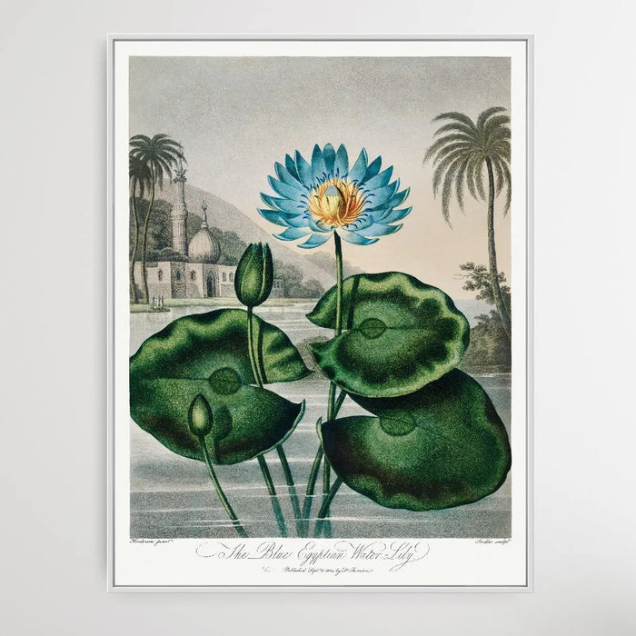 The Blue Egyptian Water-Lily (1807) by Robert John Thornton, Wall Art, Ozark Home 