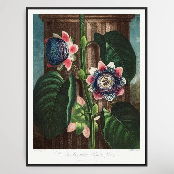 The Quadrangular Passion Flower (1807) by Robert John Thornton, Wall Art, Ozark Home 