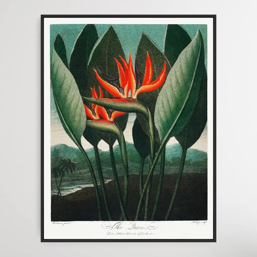 The Queens Plant (1807) by Robert John Thornton, Wall Art, Ozark Home 