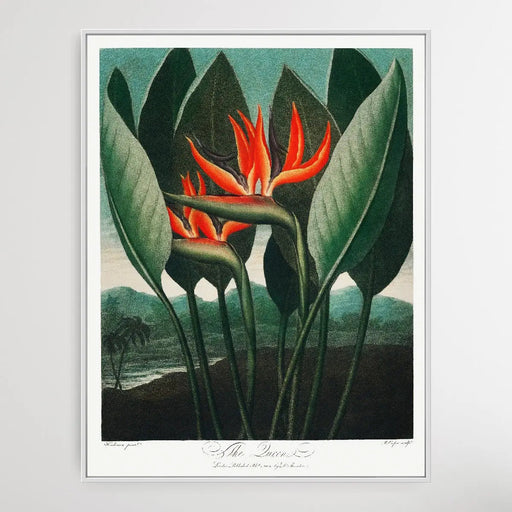 The Queens Plant (1807) by Robert John Thornton, Wall Art, Ozark Home 