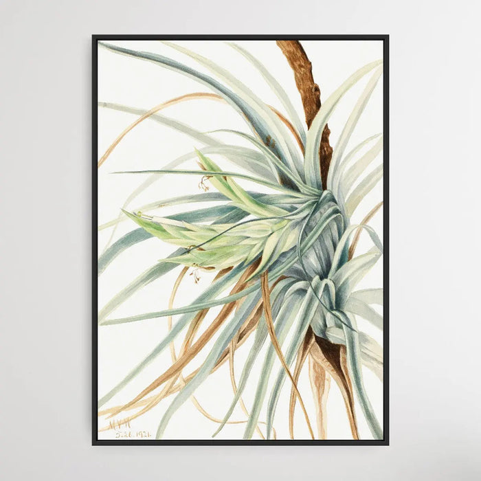 Tillandsia fasciculata (1921) by Mary Vaux Walcott