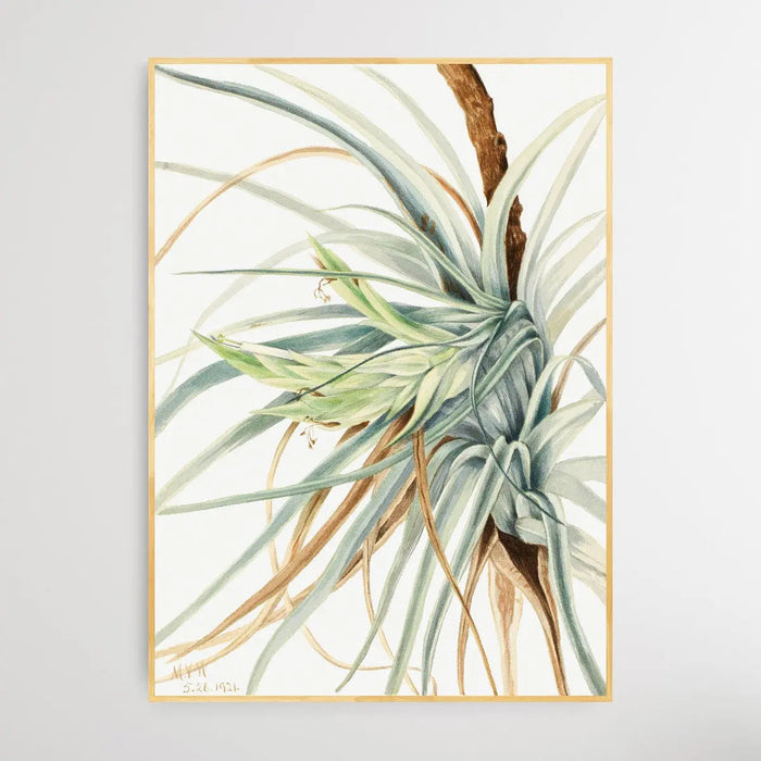 Tillandsia fasciculata (1921) by Mary Vaux Walcott