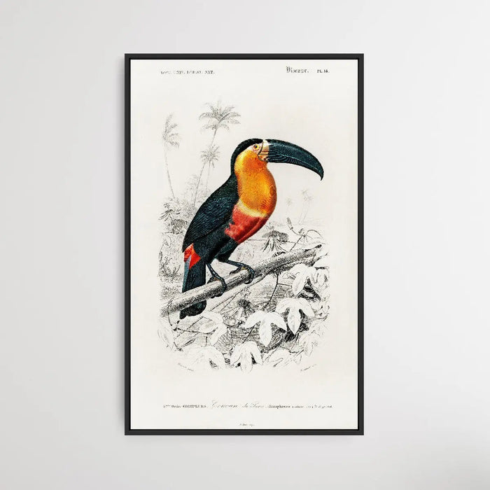 Toucan by Charles Dessalines D'Orbigny (1806-1876)