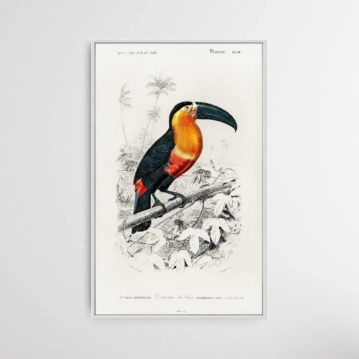 Toucan by Charles Dessalines D'Orbigny (1806-1876)