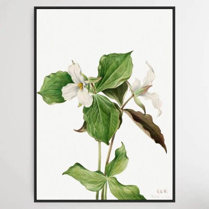 Trillium grandiflorum (1923) by Mary Vaux Walcott