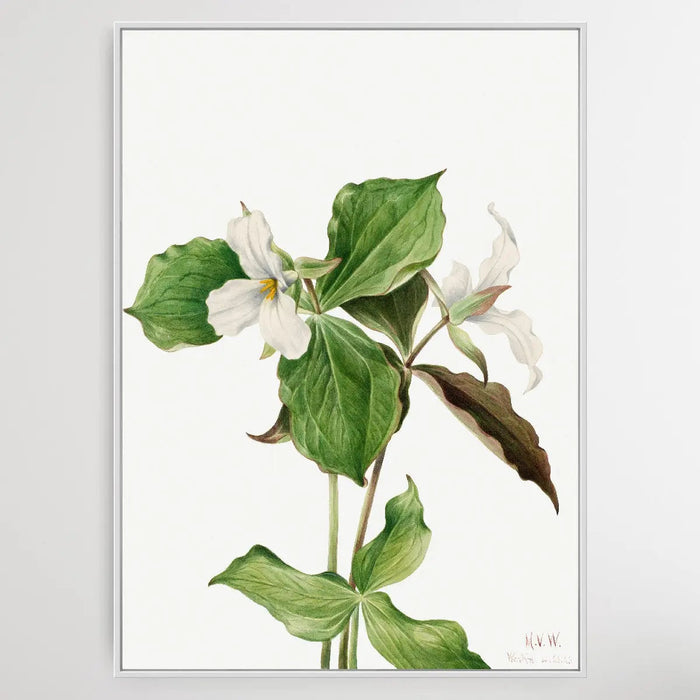 Trillium grandiflorum (1923) by Mary Vaux Walcott