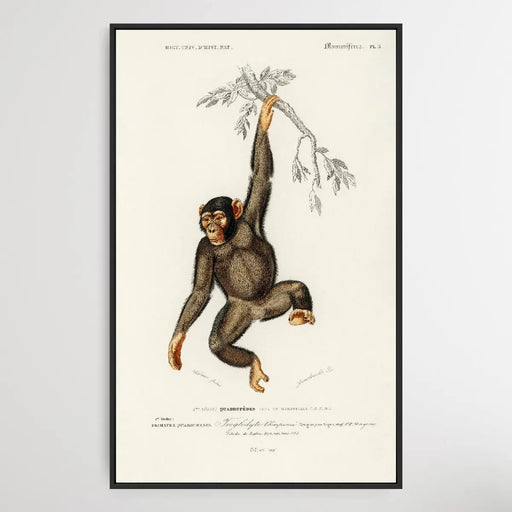 Troglodyte Chimpanze by Charles Dessalines D' Orbigny (1806-1876), Wall Art, Ozark Home 