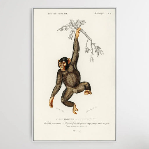 Troglodyte Chimpanze by Charles Dessalines D' Orbigny (1806-1876), Wall Art, Ozark Home 