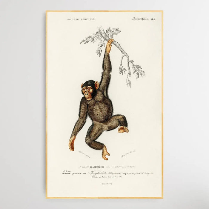 Troglodyte Chimpanze by Charles Dessalines D' Orbigny (1806-1876), Wall Art, Ozark Home 