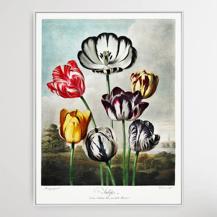 Tulips (1807) by Robert John Thornton, Wall Art, Ozark Home 