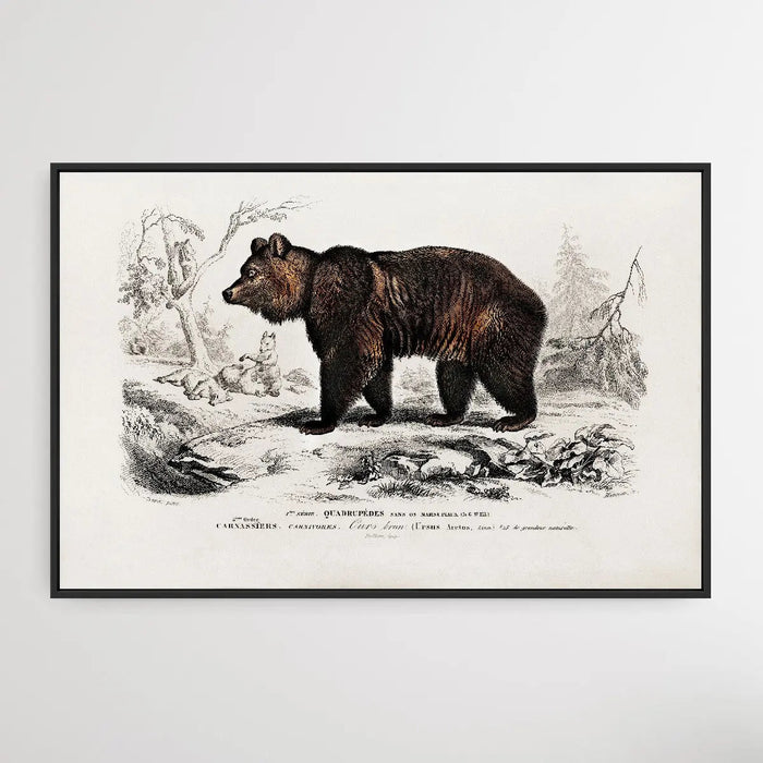 Ursus Arctos by Charles Dessalines D' Orbigny (1806-1876), Wall Art, Ozark Home 