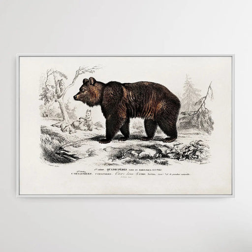 Ursus Arctos by Charles Dessalines D' Orbigny (1806-1876), Wall Art, Ozark Home 