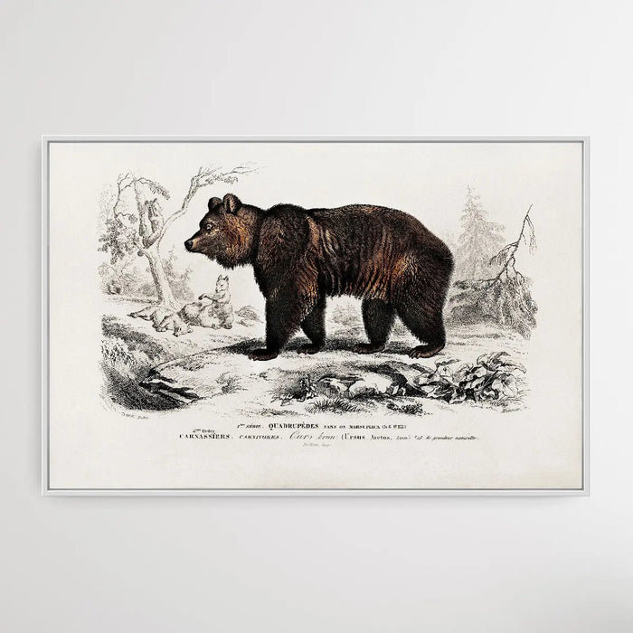 Ursus Arctos by Charles Dessalines D' Orbigny (1806-1876), Wall Art, Ozark Home 