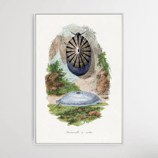 Volcano Limpet Snail by Paul Gervais, Wall Art, Ozark Home 