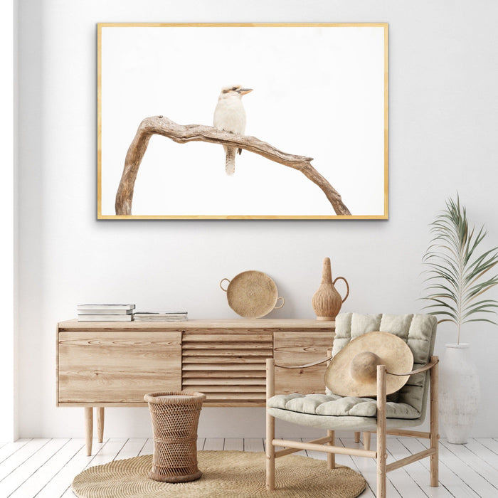 White Kookaburra - Photographic Art Print