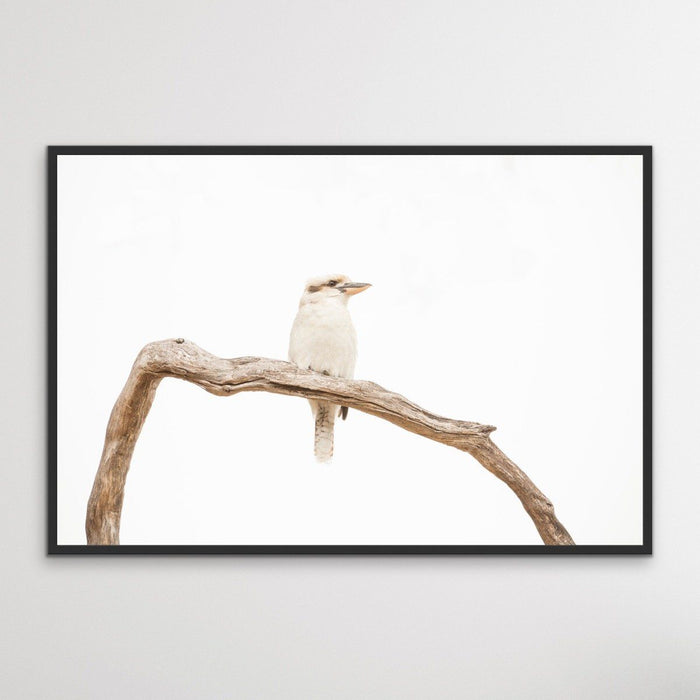 White Kookaburra - Photographic Art Print