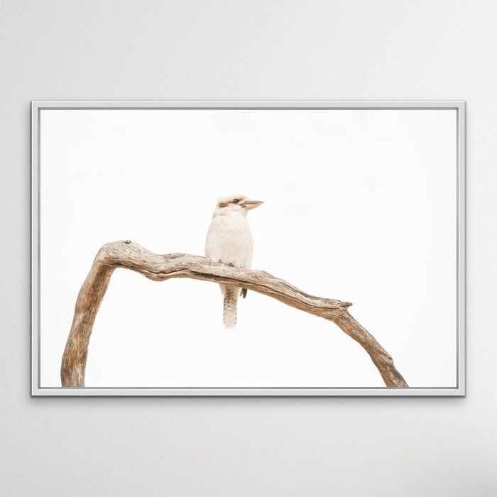 White Kookaburra - Photographic Art Print